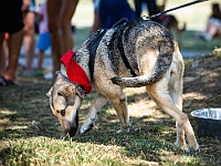 Adoptuj Warszawiaka  Wydarzenie promujące adopcję zwierząt. Organizator: Schronisko dla Bezdomnych Zwierząt "Na Paluchu". 18 sierpnia 2019, Park Raszyński w Raszynie. : park raszyński, adoptuj warszawiaka, na paluchu, schronisko dla zwierząt, centrum warszawy, raszyn